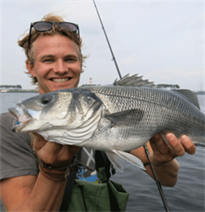 2020 Sea Bass fishing opportunities - EAA and EFTTA recommend a 3 fish bag limit per day 