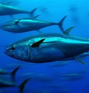 Bluefin tuna - conflict between the EU discard ban and ICCAT rules  
