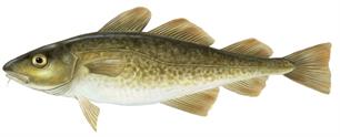 Cod population in the North Sea is in dire state, ICES reports