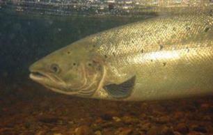 Concerning Baltic Salmon - illegal, misreported and unreported commercial fishing