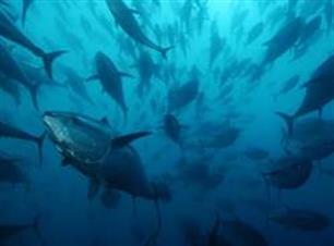 EAA Position on Atlantic Bluefin Tuna management - recreational fisheries (video)