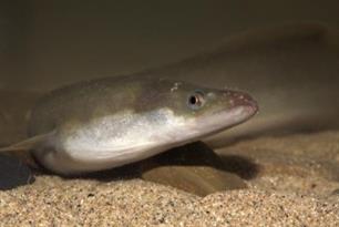 EELS – EAA position paper on EU eel management published