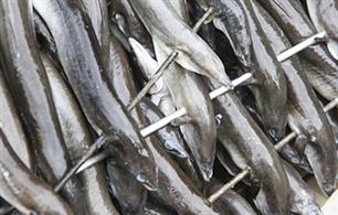 Eels - Dutch anglers furious over false catch claims