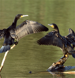 More cooperation is needed to improve cormorant management in Europe