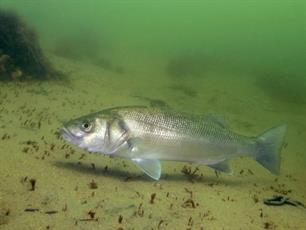 New sea bass study published