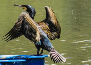 PECH Committee hearing highlights: A Cormorants population management plan is the most viable solution