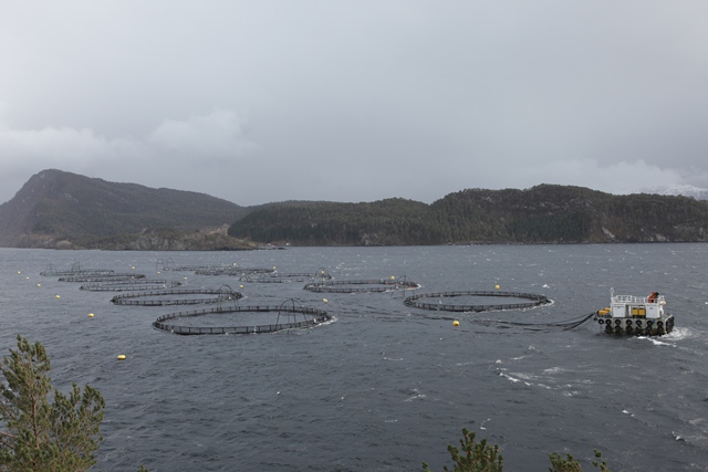 pens, open aquaculture systems are the  cause of the problem