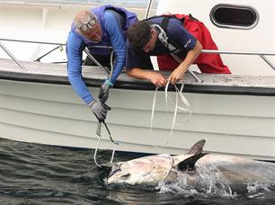 Successful tagging of 18 bluefin tuna in Denmark and Sweden
