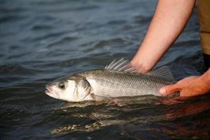 2023 fishing opportunities - Seabass: small win but European anglers will have to do without a fair bag limit - again 
