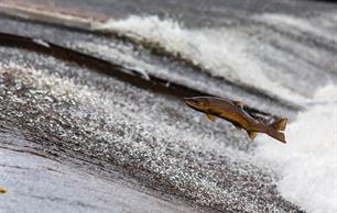A Special Year for a Special Fish: The lnternational Year of the Salmon has started! 