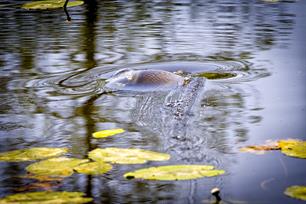 An EU-funded project is investigating ways to improve wild freshwater fish stocks