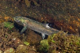 Anglers alarm about wild sea trout also struggling with sea lice