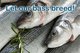 Angling Trust slams EU bass shambles as 'Anything but a fair deal'