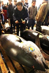 Atlantic bluefin tuna quota increased