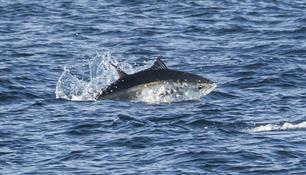 CHARTing a new path for Atlantic Bluefin Tuna