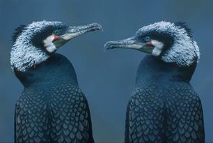 Cormorant in rivers and fjords - the need for new initiatives