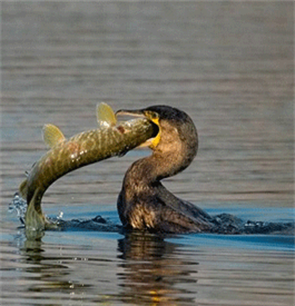 Cormorant management – European Parliament 