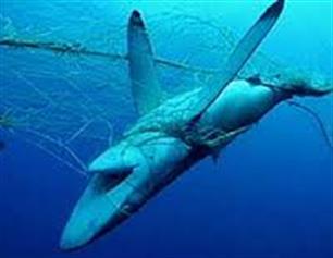 EAA considers Commission's proposed total driftnet ban - EU Atlantic waters