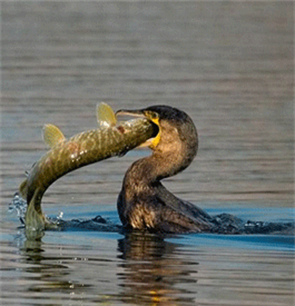 European Parliament calls – AGAIN ! - for an EU Great Cormorant management plan 