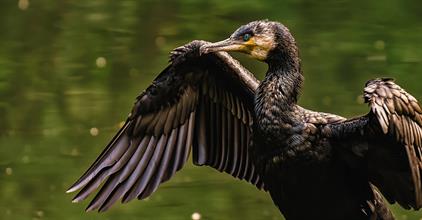European Parliament calls – AGAIN ! - for an EU Great Cormorant management plan 