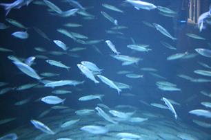 Healthy fish stocks and marine waters – The Marine Strategy Framework Directive