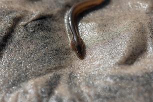 ICES confirms: no overall progress in European eel recovery and major limitations in reporting