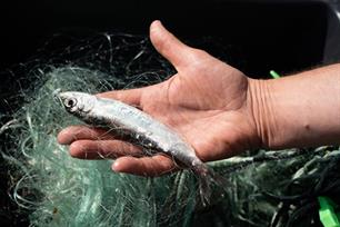 ICES proposal for 2025 fishing opportunities in the Baltic Sea – EAA comments