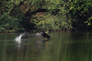 Lack of concrete measures to manage cormorants: a disappointing Danish cormorant management plan