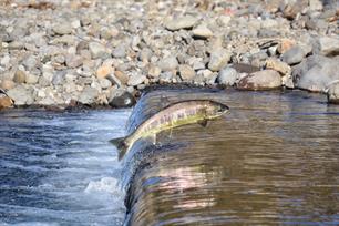 Migratory freshwater fish near collapsing, but solutions exist