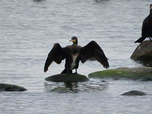 Revised Danish cormorant management plan published for consultation