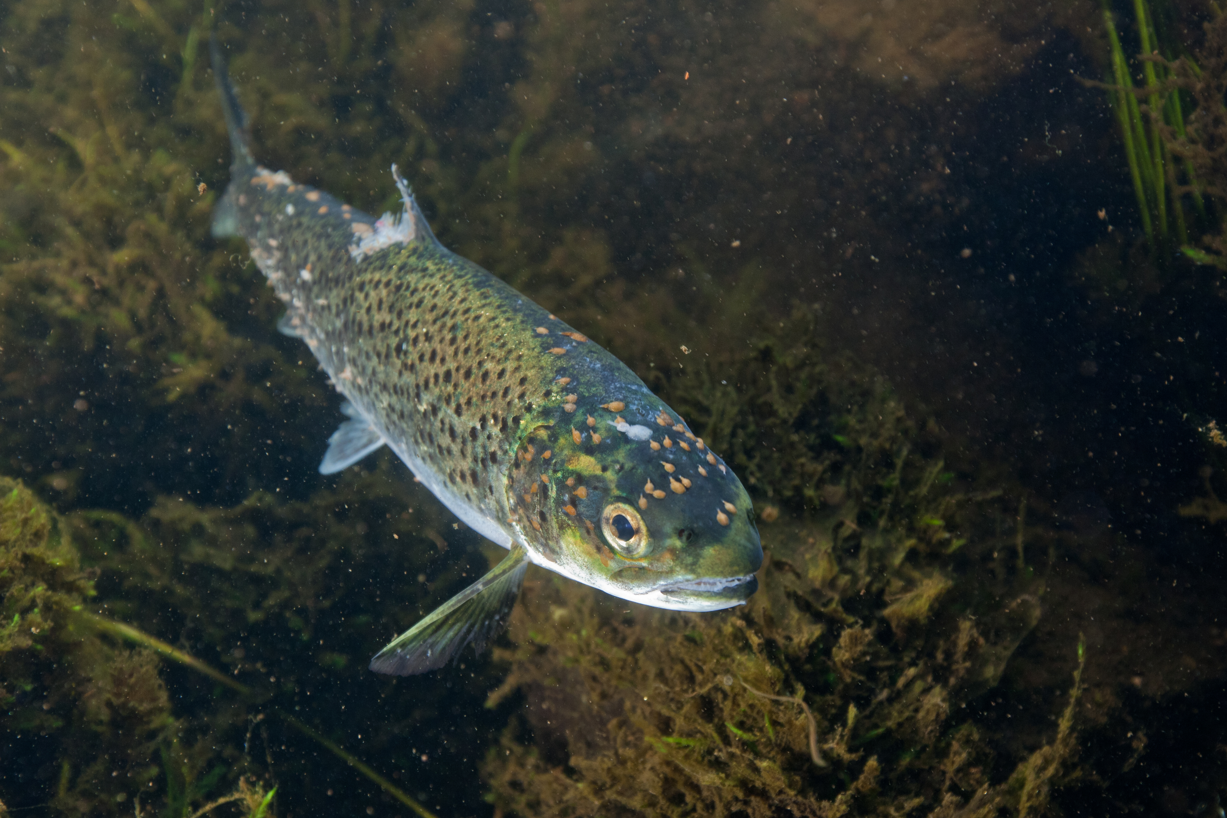 EAA - Anglers alarm about wild sea trout also struggling with sea lice