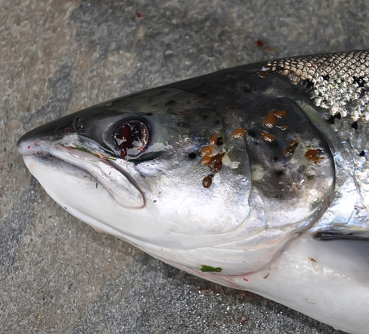 A wild salmon affected by sea lice