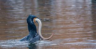 SAVE THE DATE: Public hearing on the impacts of cormorants on fisheries (11/05)