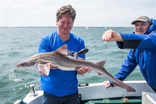 Sharkatag – An initiative of Dutch anglers helps gather scientific data about sharks