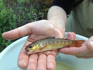 Sportfiskarna - EAA Sweden successfully leads three projects on trout habitat restoration